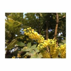 0.6-1.6ft Mahonia 'Oregon Grape' | Bare Root | Mahonia aquifolium -primrose shop TR1311 add image 2 f9bd