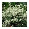 0.6-1.6ft Mock Orange | Bare Root | Philadelphus Virginal