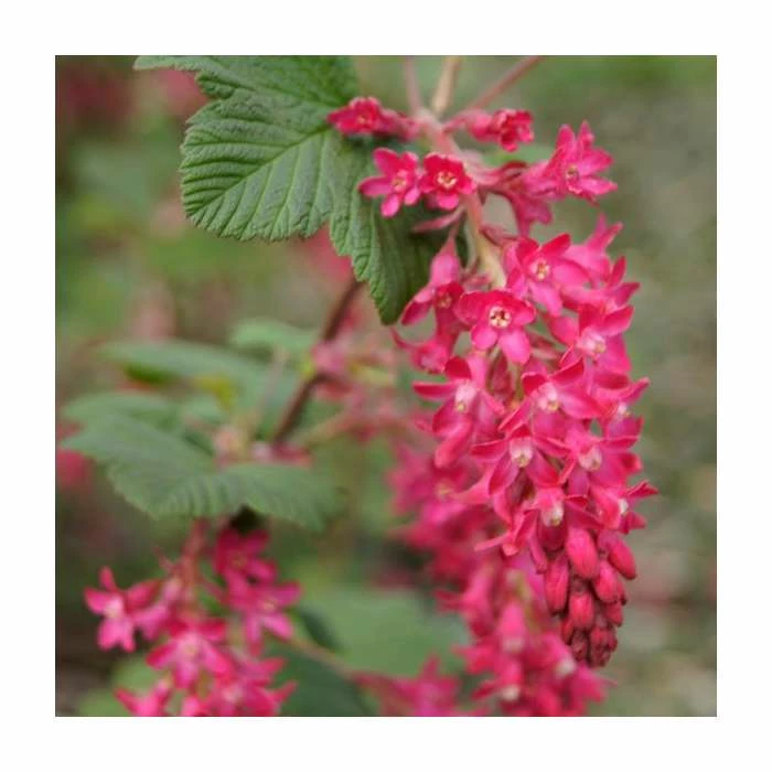 0.6-1.6ft 'King Edward VII' Flowering Currant | Bare Root | Ribes Sanguineum 1 0.6-1.6ft 'King Edward VII' Flowering Currant | Bare Root | Ribes Sanguineum