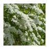 0.6-1.6ft Bridal Wreath | Bare Root | Spiraea Vanhouttei