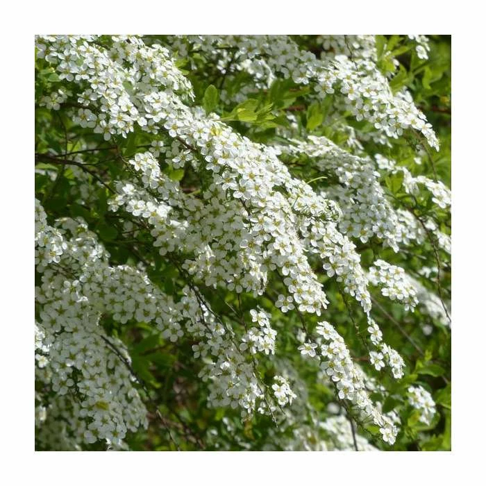 0.6-1.6ft Bridal Wreath | Bare Root | Spiraea Vanhouttei 1 0.6-1.6ft Bridal Wreath | Bare Root | Spiraea Vanhouttei