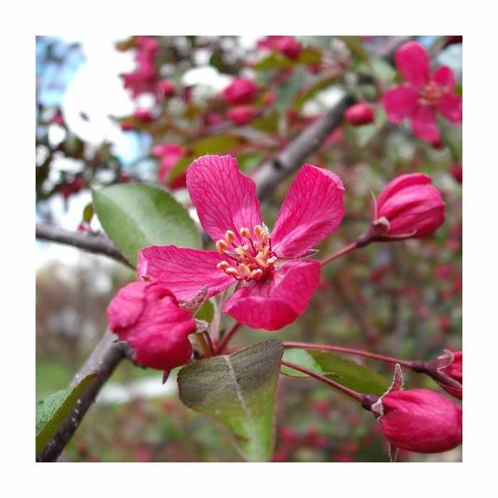 Malus 'Royal Beauty' | Purple Weeping Crab Apple Tree | Bare Root | 110-140cm 1 Malus 'Royal Beauty' | Purple Weeping Crab Apple Tree | Bare Root | 110-140cm