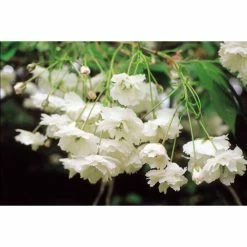 Prunus avium 'Plena' | Cherry Blossom Tree -primrose shop TR1328 add image 1 c75b