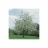 Prunus avium 'Plena' | Cherry Blossom Tree