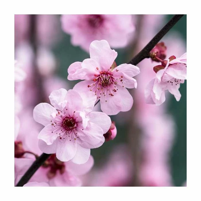 Prunus × blireana | Flowering Plum Tree | Bare Root | 110-140cm 1 Prunus × blireana | Flowering Plum Tree | Bare Root | 110-140cm