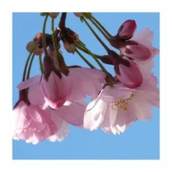 Prunus 'Pink Shell' | Cherry Blossom Tree | Bare Root | 110-140cm