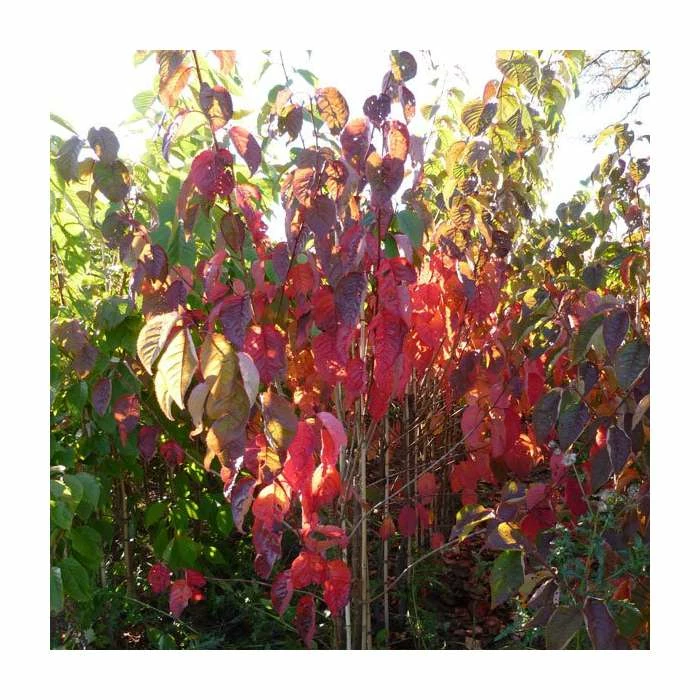 Prunus sargentii 'Charles Sargent' | Cherry Blossom Tree | Bare Root | 110-140cm 1 Prunus sargentii 'Charles Sargent' | Cherry Blossom Tree | Bare Root | 110-140cm