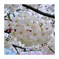 Prunus yedoensis 'Shidare Yoshino' | Cherry Blossom Tree 13 Prunus yedoensis 'Shidare Yoshino' | Cherry Blossom Tree -primrose shop TR1339 add image 5 68c0