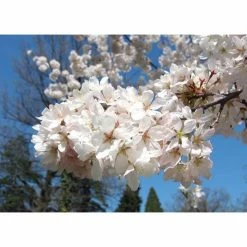 Prunus yedoensis 'Shidare Yoshino' | Cherry Blossom Tree 14 Prunus yedoensis 'Shidare Yoshino' | Cherry Blossom Tree -primrose shop TR1339 add image 6 2428