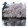 Prunus yedoensis 'Shidare Yoshino' | Cherry Blossom Tree
