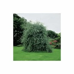 Pyrus salicifolia 'Pendula' Tree | Weeping Silver Pear Tree | Bare Root | 110-140cm -primrose shop TR1341 add image 2 3fed