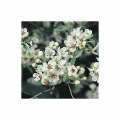 Pyrus salicifolia 'Pendula' Tree | Weeping Silver Pear Tree | Bare Root | 110-140cm -primrose shop TR1341 add image 4 6de1