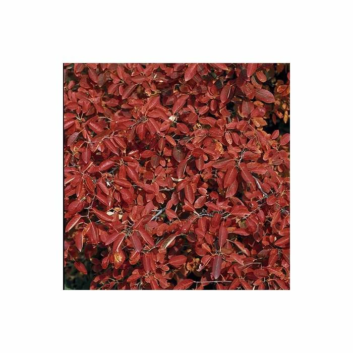 Amelanchier canadensis | Serviceberry Tree | Bare Root | 110-140cm 2 Amelanchier canadensis | Serviceberry Tree | Bare Root | 110-140cm - Image 2