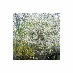 Amelanchier canadensis | Serviceberry Tree | Bare Root | 110-140cm 10 Amelanchier canadensis | Serviceberry Tree | Bare Root | 110-140cm -primrose shop TR1344 add image 2 9567