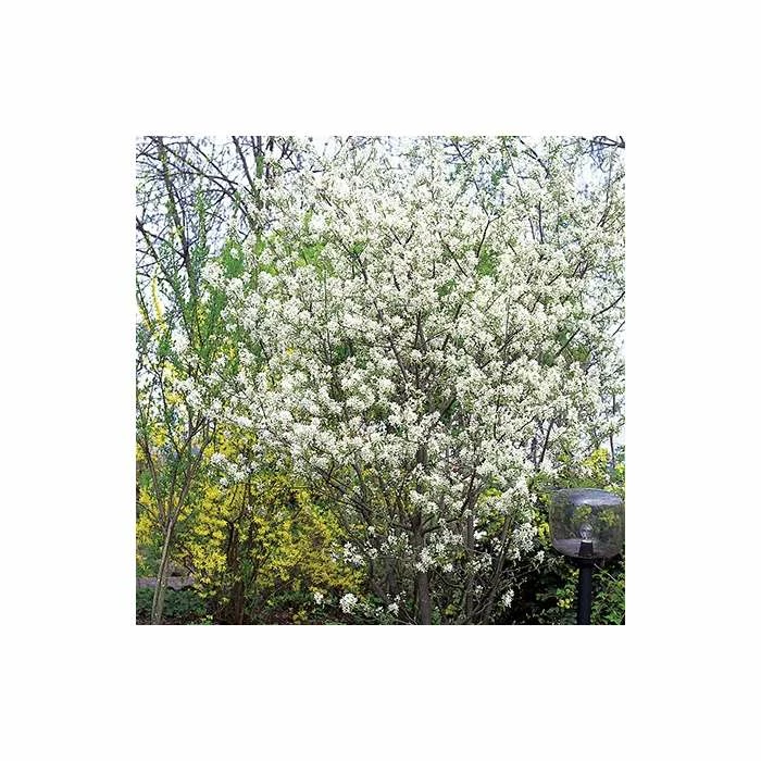 Amelanchier canadensis | Serviceberry Tree | Bare Root | 110-140cm 3 Amelanchier canadensis | Serviceberry Tree | Bare Root | 110-140cm - Image 3