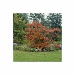 Amelanchier canadensis | Serviceberry Tree | Bare Root | 110-140cm 11 Amelanchier canadensis | Serviceberry Tree | Bare Root | 110-140cm -primrose shop TR1344 add image 3 4865