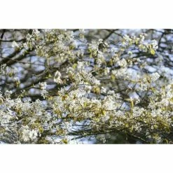 Amelanchier canadensis | Serviceberry Tree | Bare Root | 110-140cm 14 Amelanchier canadensis | Serviceberry Tree | Bare Root | 110-140cm -primrose shop TR1344 add image 6 f6bf