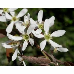 Amelanchier canadensis | Serviceberry Tree | Bare Root | 110-140cm 15 Amelanchier canadensis | Serviceberry Tree | Bare Root | 110-140cm -primrose shop TR1344 add image 7 2f23