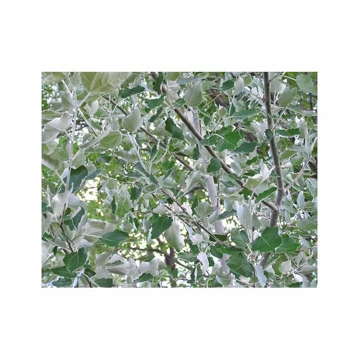 Populus alba | White Poplar Tree | Bare Root | 110-140cm 1 Populus alba | White Poplar Tree | Bare Root | 110-140cm