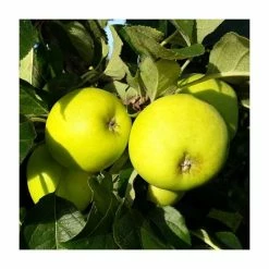 Cider Apple 'Golden Bittersweet' | Bare Root