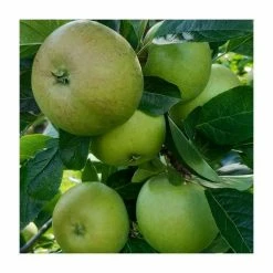 Cider Apple 'Helen's Apple' | Bare Root