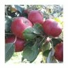 Cider Apple 'Stoke Red' | Bare Root