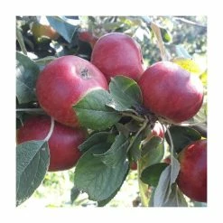 Cider Apple 'Stoke Red' | Bare Root