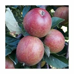Cider Apple 'Three Counties' | Bare Root