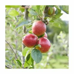 Cider Apple 'Tremlett's Bitter' | Bare Root