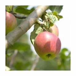 Cider Apple 'Yarlington Mill' | Bare Root