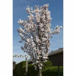 Prunus 'Amanogawa' | Cherry Blossom Tree -primrose shop gaar00399 f689