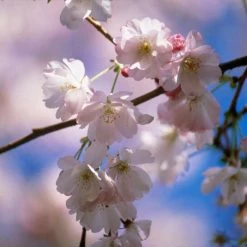 Prunus 'Amanogawa' | Cherry Blossom Tree -primrose shop sepa07527 ef8d