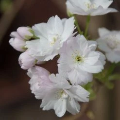 Prunus 'Amanogawa' | Cherry Blossom Tree -primrose shop vawi01282 1373