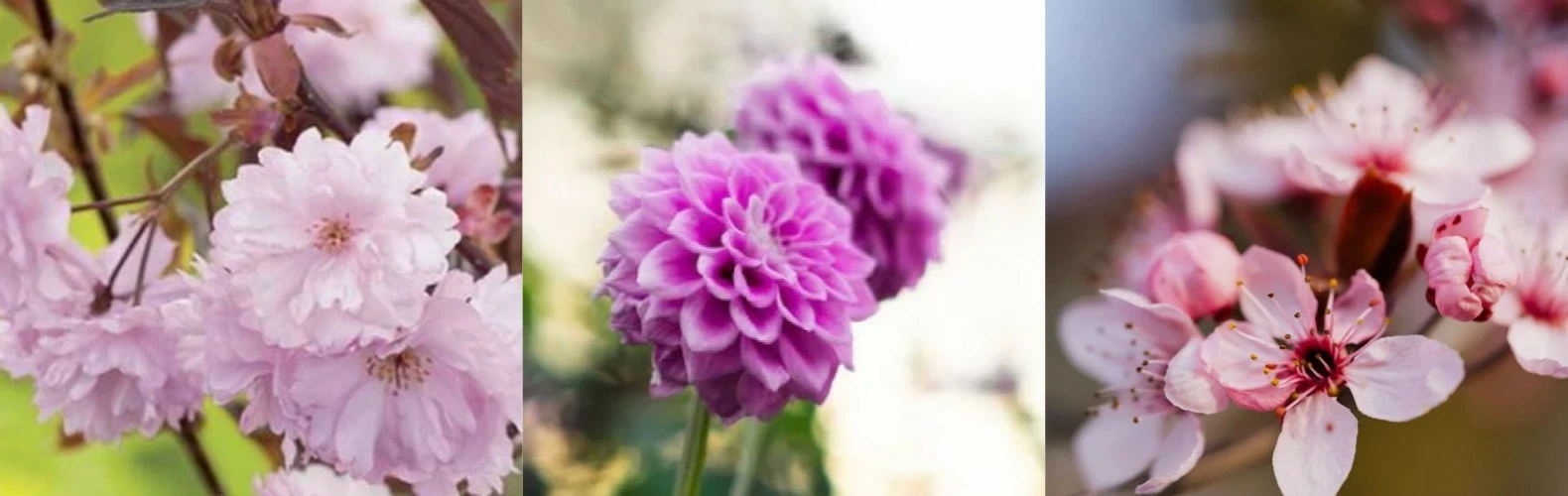 primrose shop -primrose shop 未命名 1